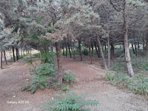 عکس پارک آلما