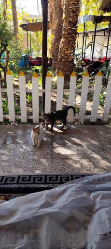 عکس رستوران دشت بهشت