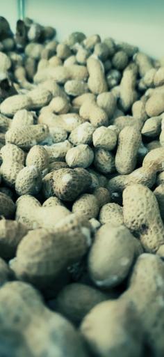 عکس اجیل و خشکبار رسپینا