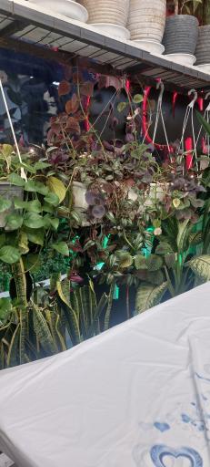 عکس کباب بناب