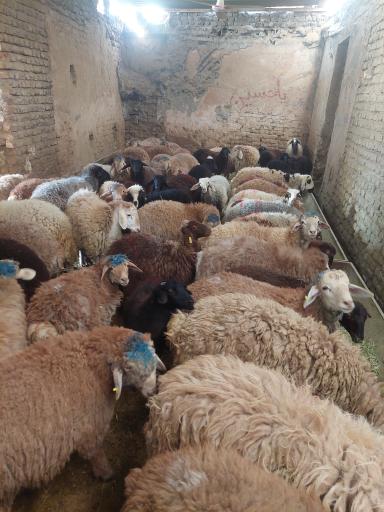 عکس دام مدرن حاج عباس