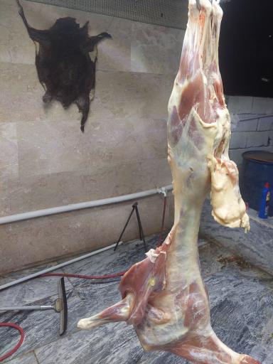 عکس دام مدرن حاج عباس