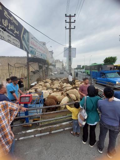 عکس دام مدرن حاج عباس