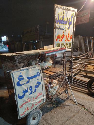 عکس دام مدرن حاج عباس