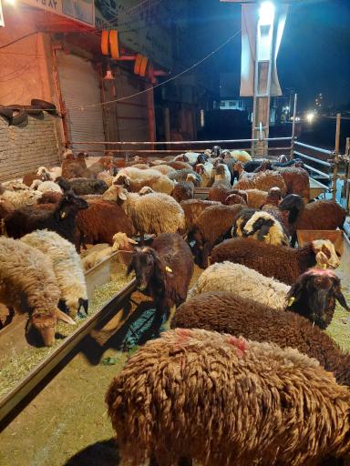 عکس دام مدرن حاج عباس