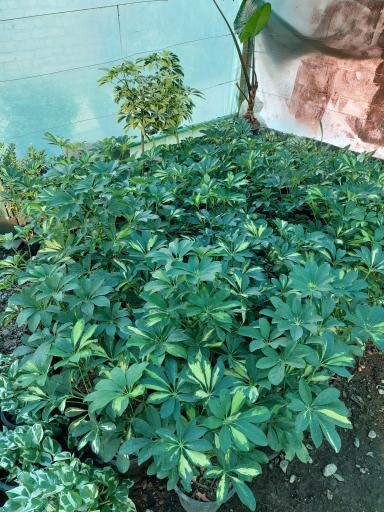 عکس گلخانه بادیز