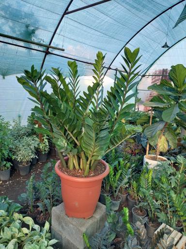 عکس گلخانه بادیز