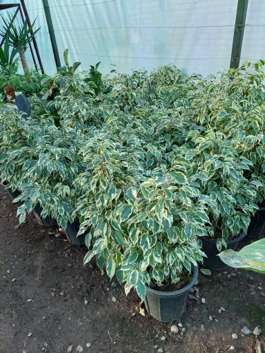 عکس گلخانه بادیز