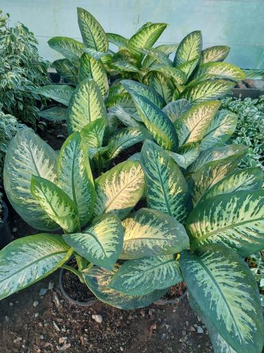 عکس گلخانه بادیز