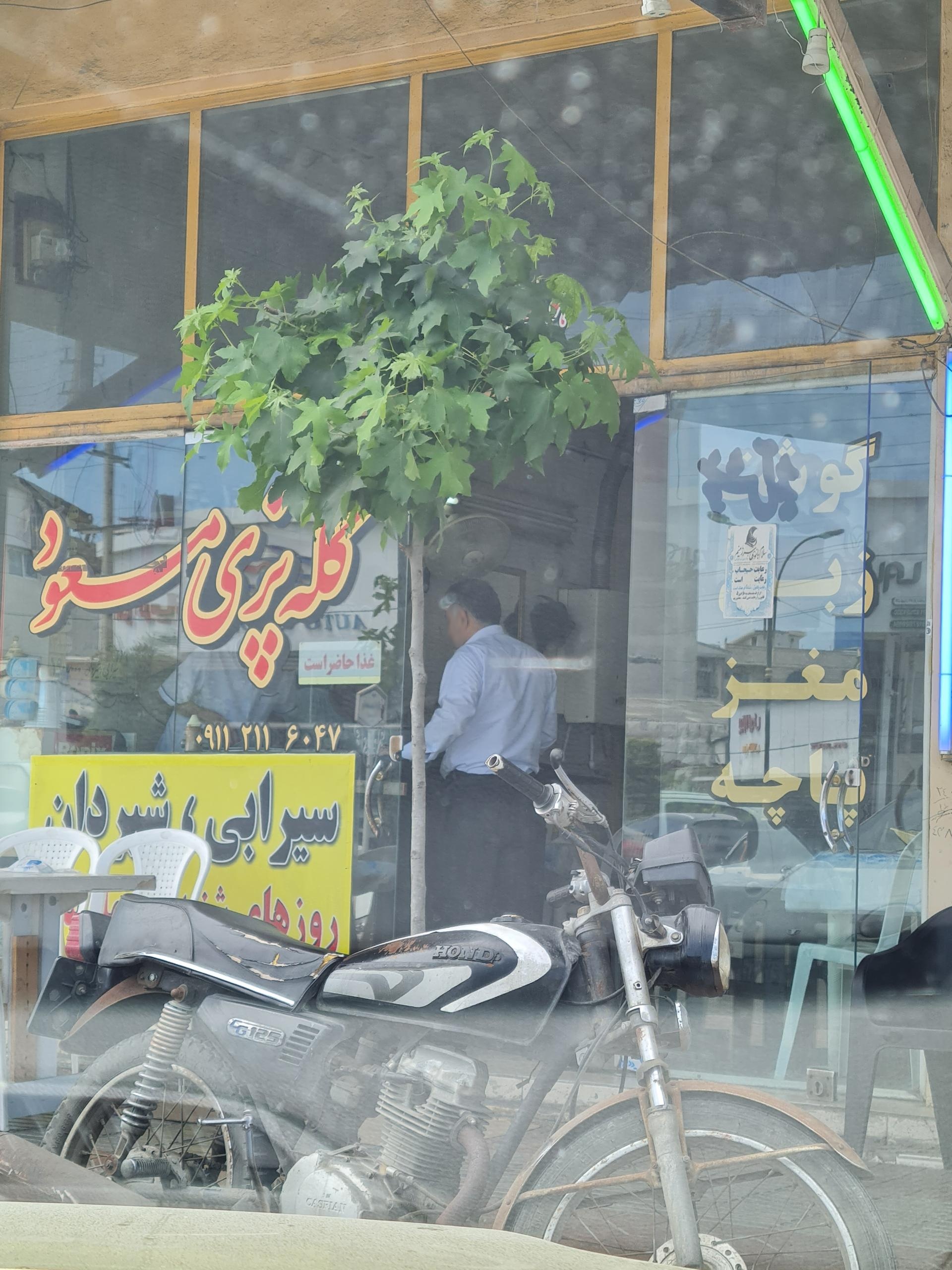 عکس کله پزی مسعود