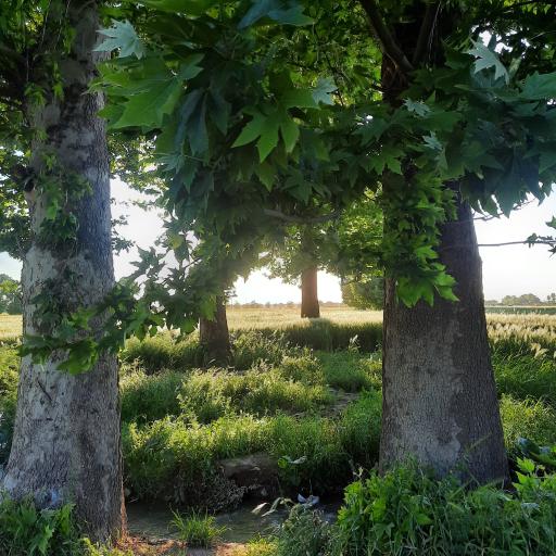 عکس نظرآباد