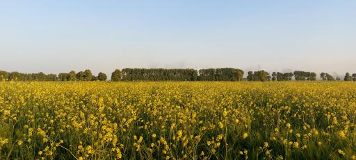 عکس نظرآباد