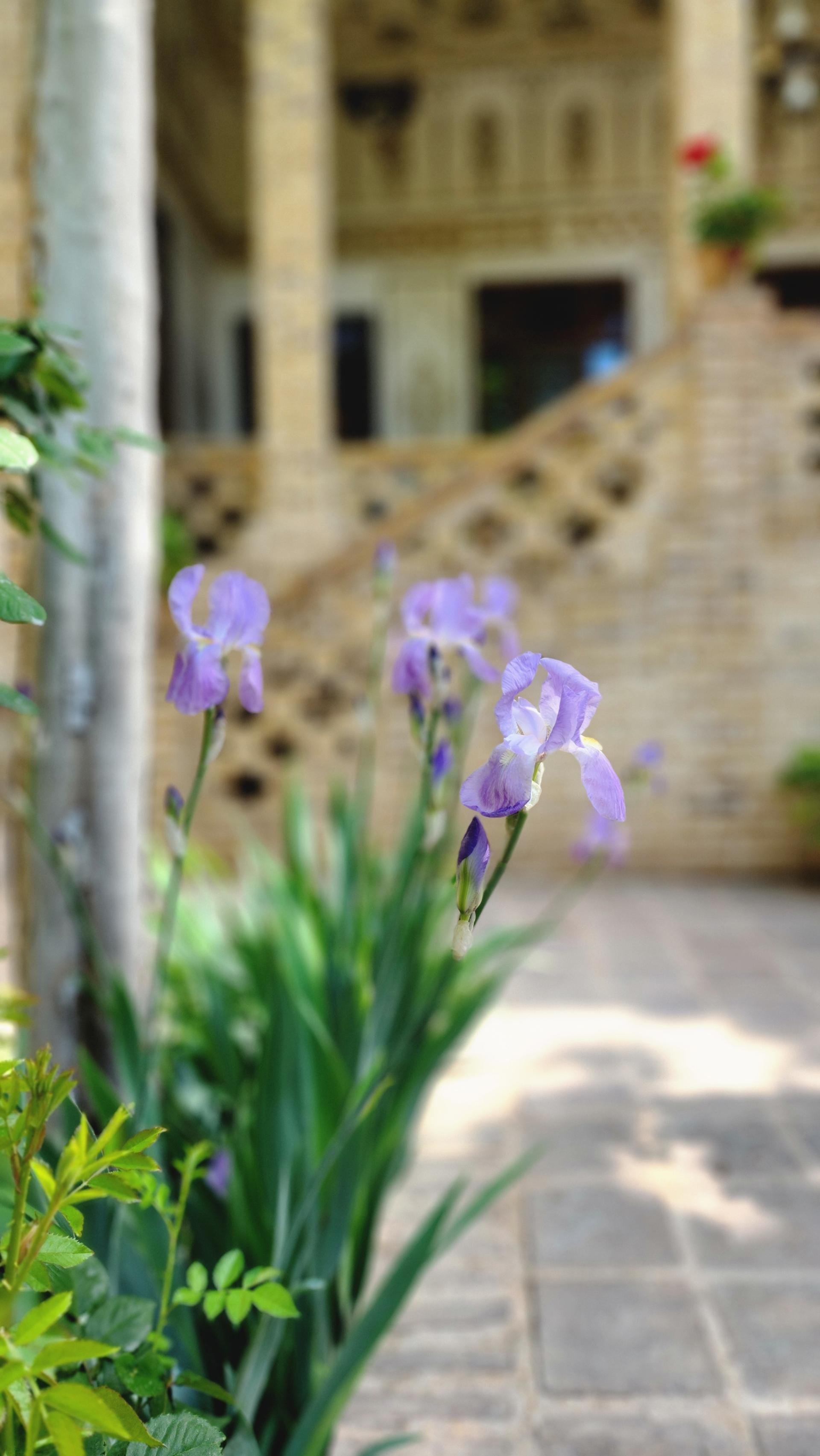 عکس اقامتگاه بومگردی کُهندِژ رادکان