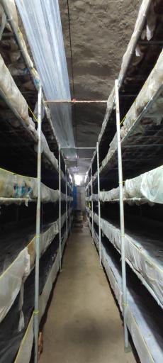 عکس کارخانه قارچ ماهدشت