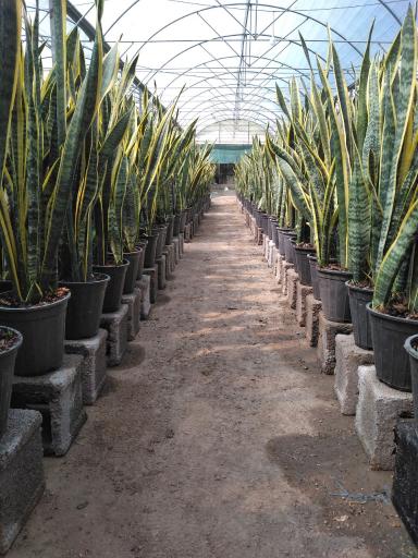 عکس گلخانه پاشایی 