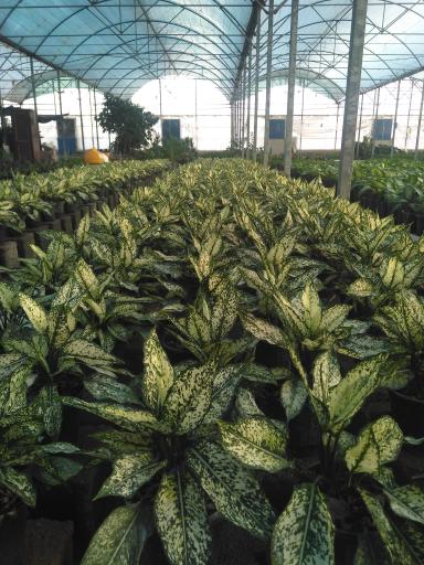 عکس گلخانه پاشایی 