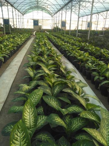 عکس گلخانه پاشایی 