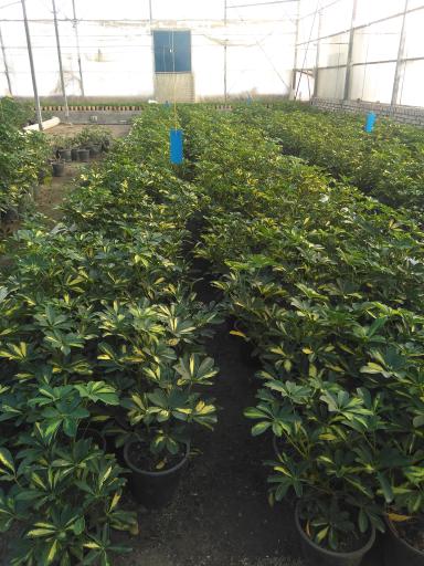 عکس گلخانه پاشایی 