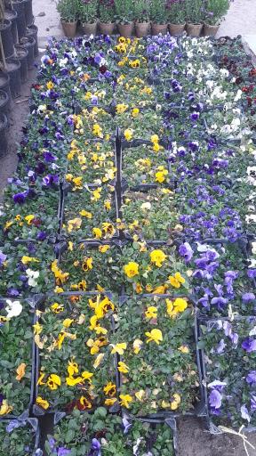 عکس شرکت دهکده سپیدار سبز