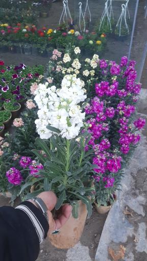 عکس شرکت دهکده سپیدار سبز