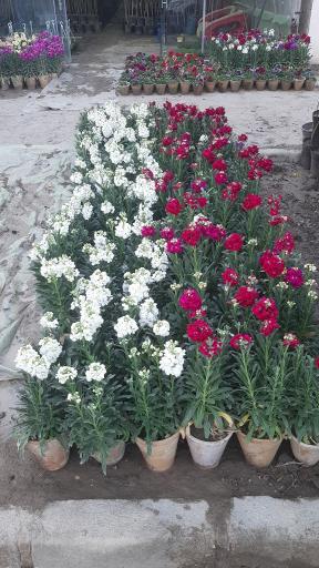 عکس شرکت دهکده سپیدار سبز