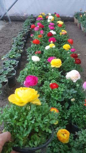 عکس شرکت دهکده سپیدار سبز