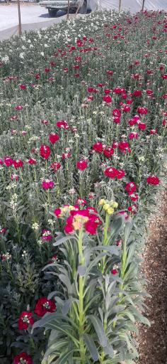 عکس شرکت دهکده سپیدار سبز