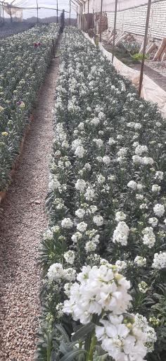 عکس شرکت دهکده سپیدار سبز