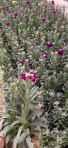 عکس شرکت دهکده سپیدار سبز