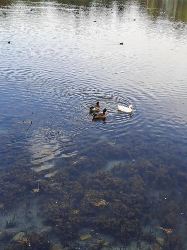 عکس چشمه برم لردگان