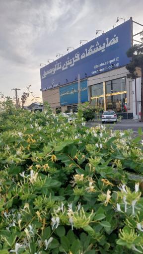 عکس خانه فرش تلالو جمیل