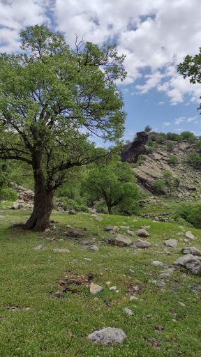 عکس یاسوج