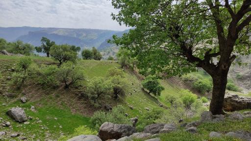 عکس یاسوج