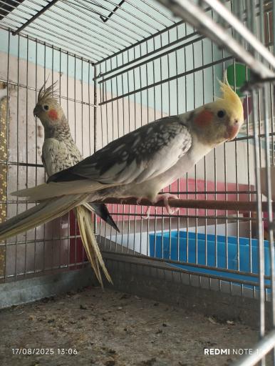 پرند فروشی داود 