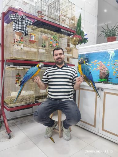 عکس مجموعه طوطی سانان ماداگاسکار 