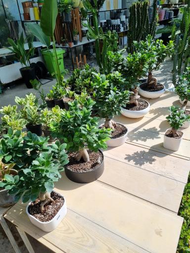 عکس گلخانه لوتوس