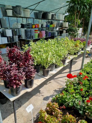 عکس گلخانه لوتوس