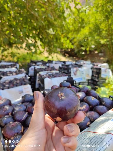 عکس باغ علی میرزاوند