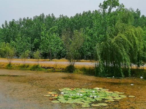 عکس پارک آبی جنگلی جزایر سیدپور
