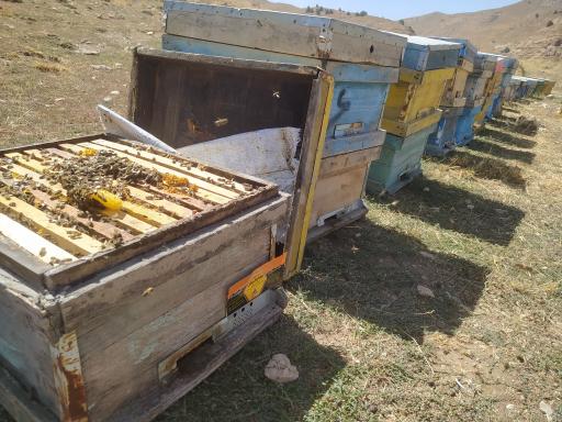 عکس عسل بهارکیش بینالود 