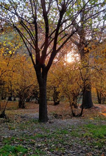 بوستان سهند