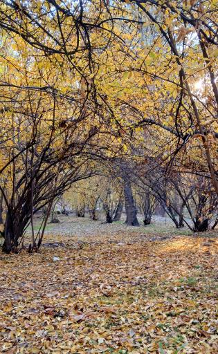 عکس بوستان سهند