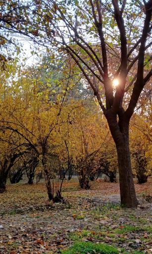 عکس بوستان سهند