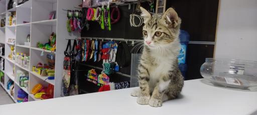 عکس بیمارستان دامپزشکی روبان