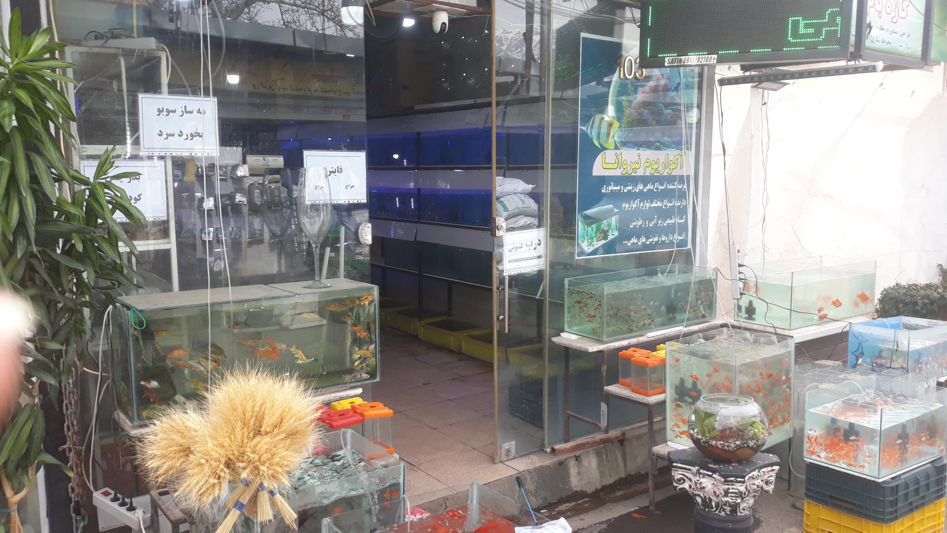 عکس آکواریوم نیروانا