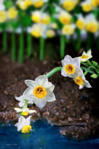 عکس آتلیه عکاسی الیزه