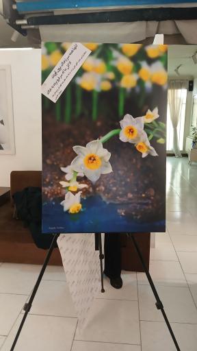 عکس آتلیه عکاسی الیزه