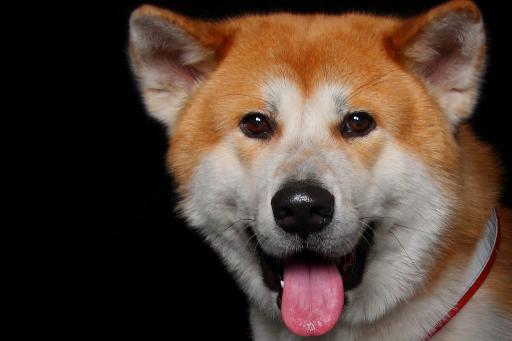 عکس آتلیه عکاسی الیزه