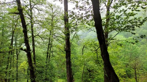 عکس پارک جنگلی صیقل محله جواهرده