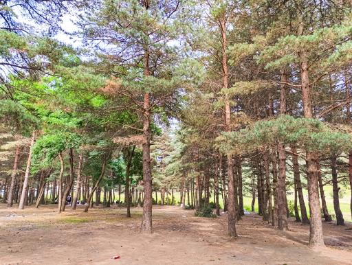 عکس پارک جنگلی صیقل محله جواهرده